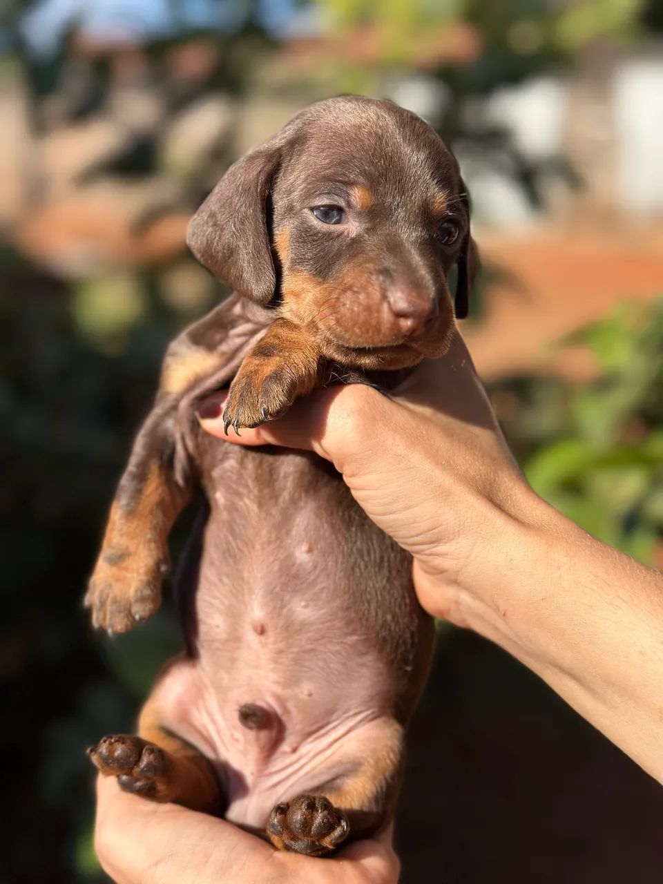Dachshund/cofap macho choco tan  - Foto 3