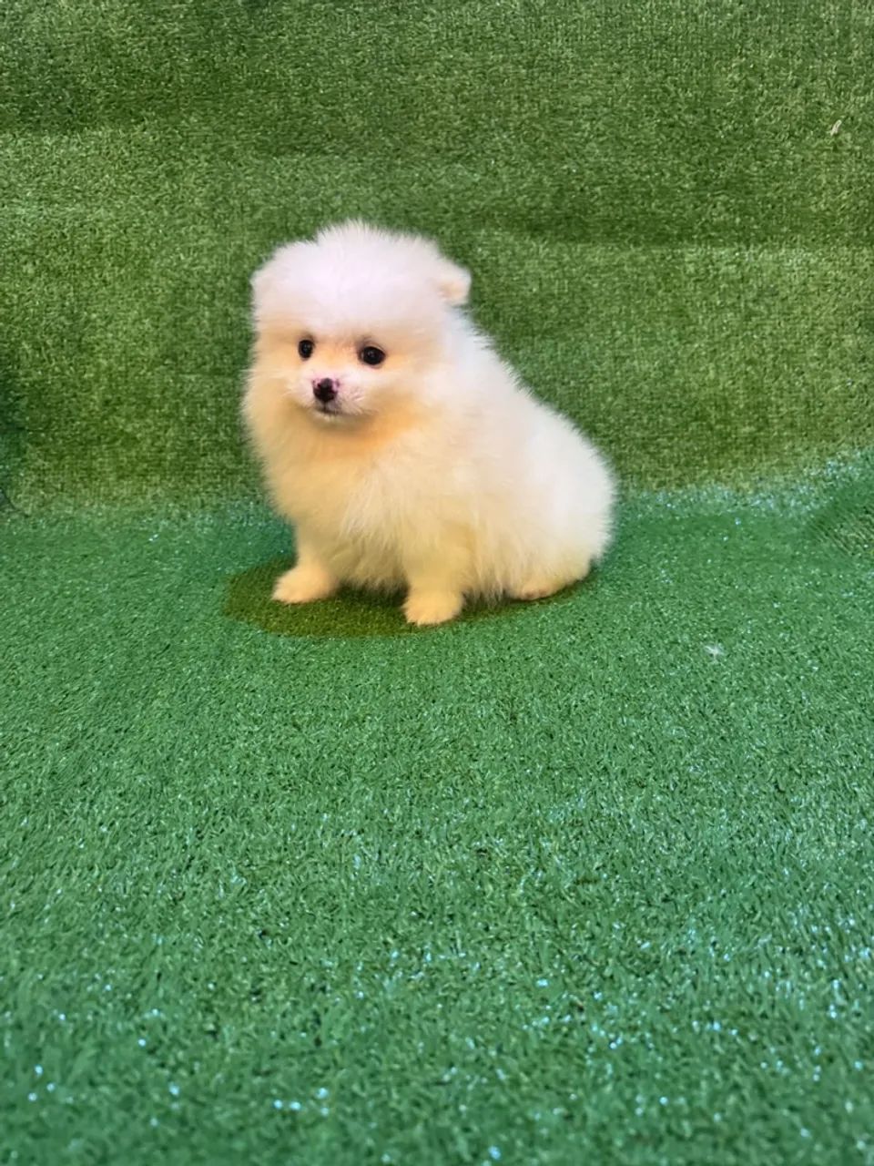 Spitz anão  - Foto 3