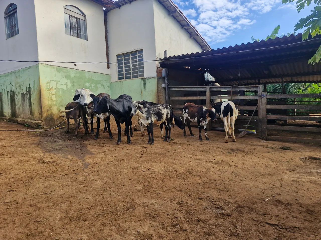 VACAS DE LEITE - Foto 4