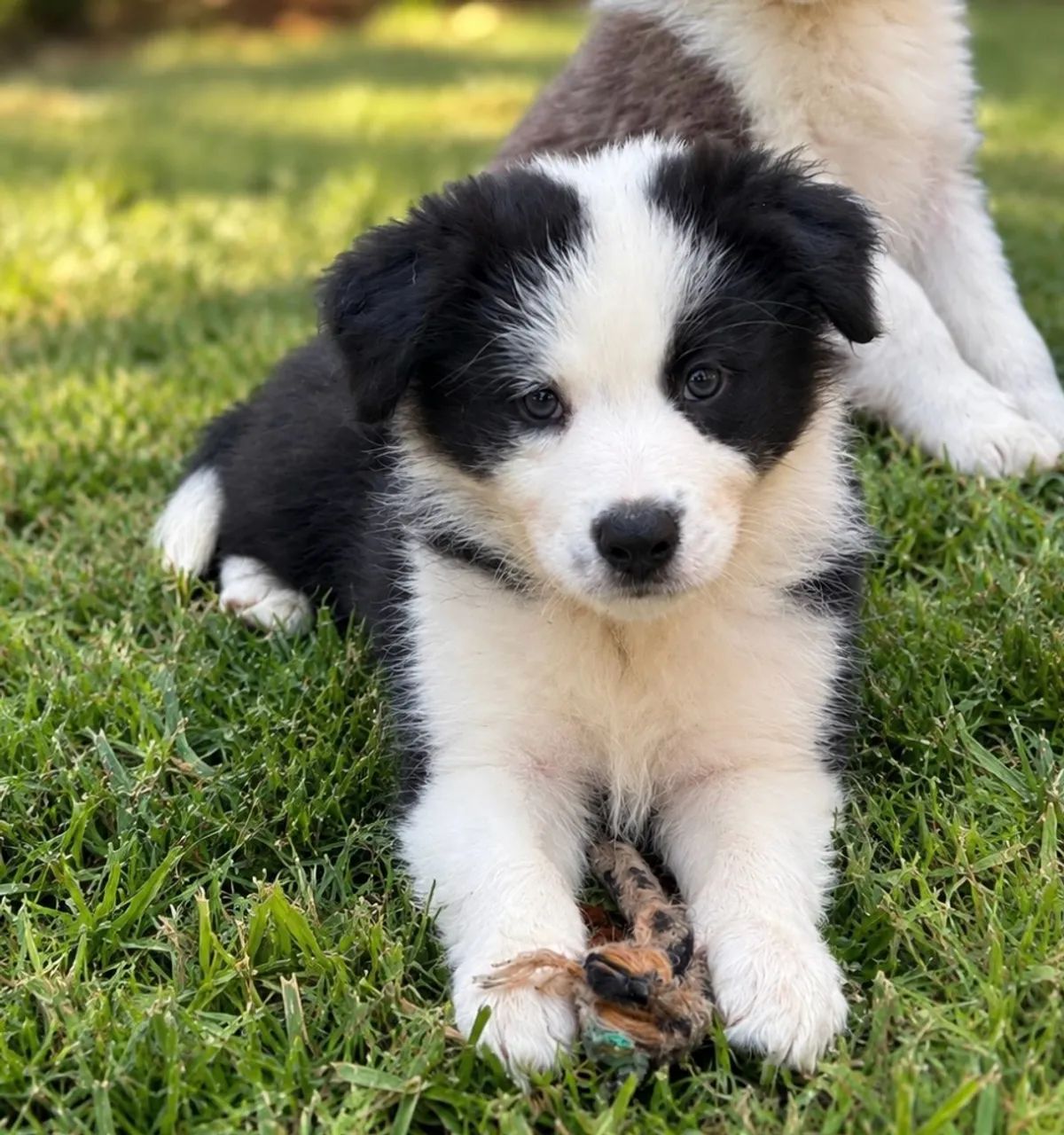 VENDO Border collie 