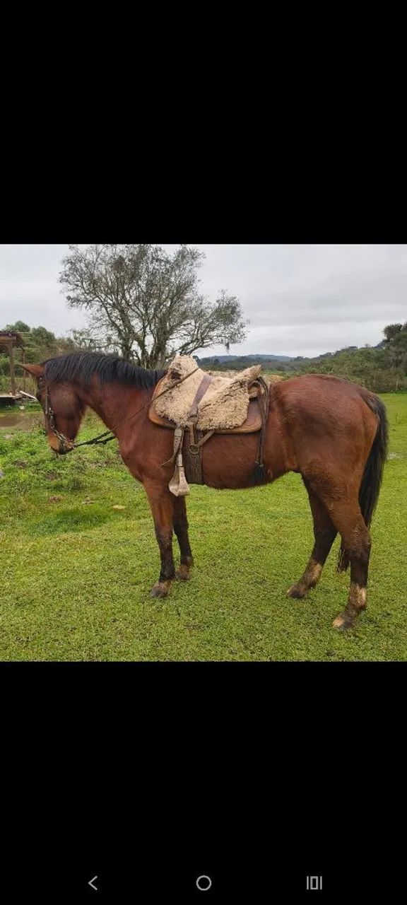 Cavalo grande bem domado e mto manso  - Foto 2