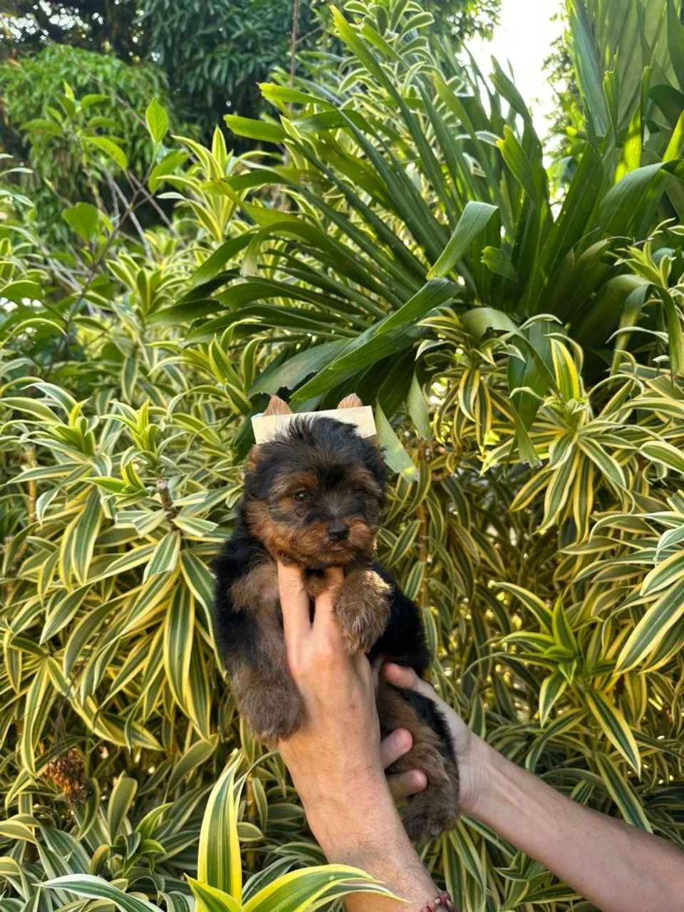 Macho de Yorkshire  perfeitinho - Foto 4
