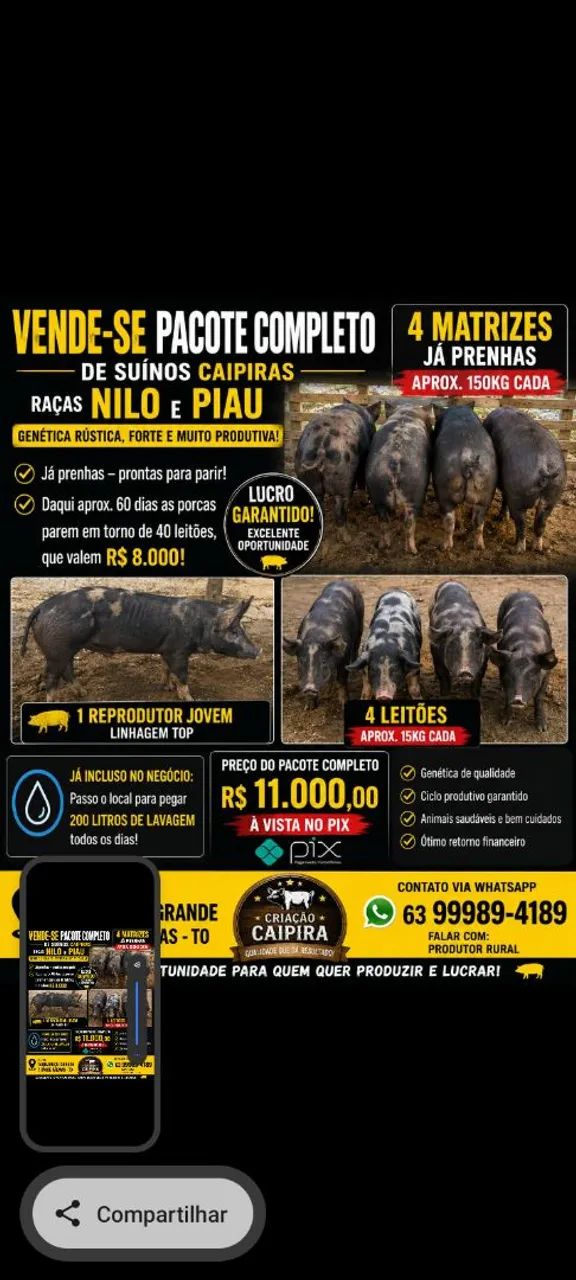 Criação porcos 