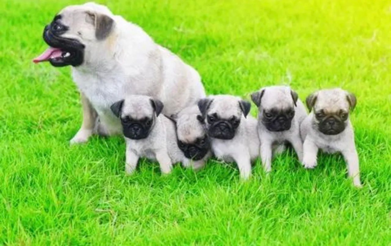 Pug 