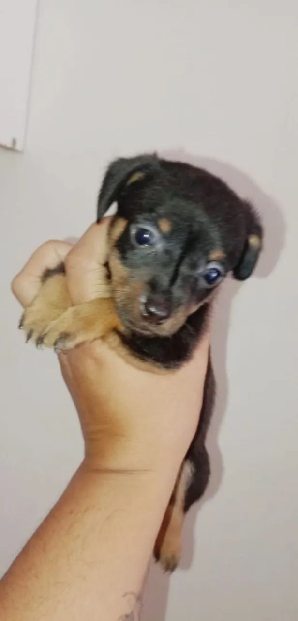 pinscher  - Foto 2