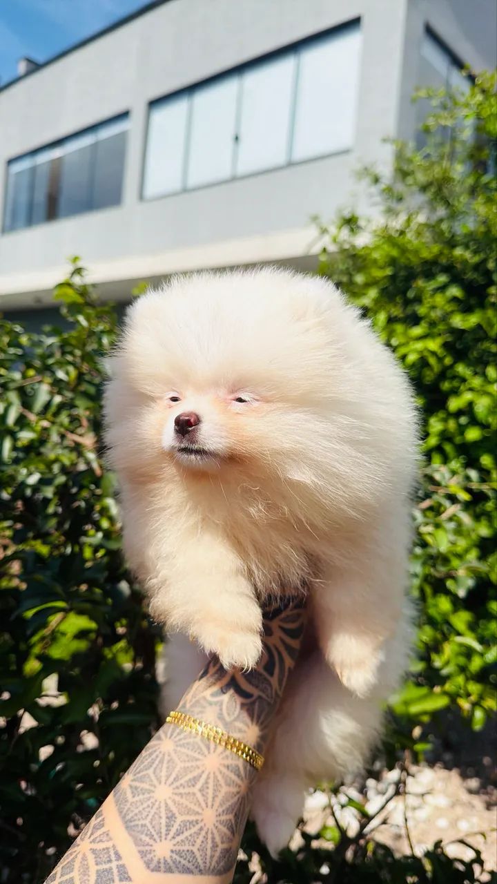 Lulu da pomerânia - Foto 5