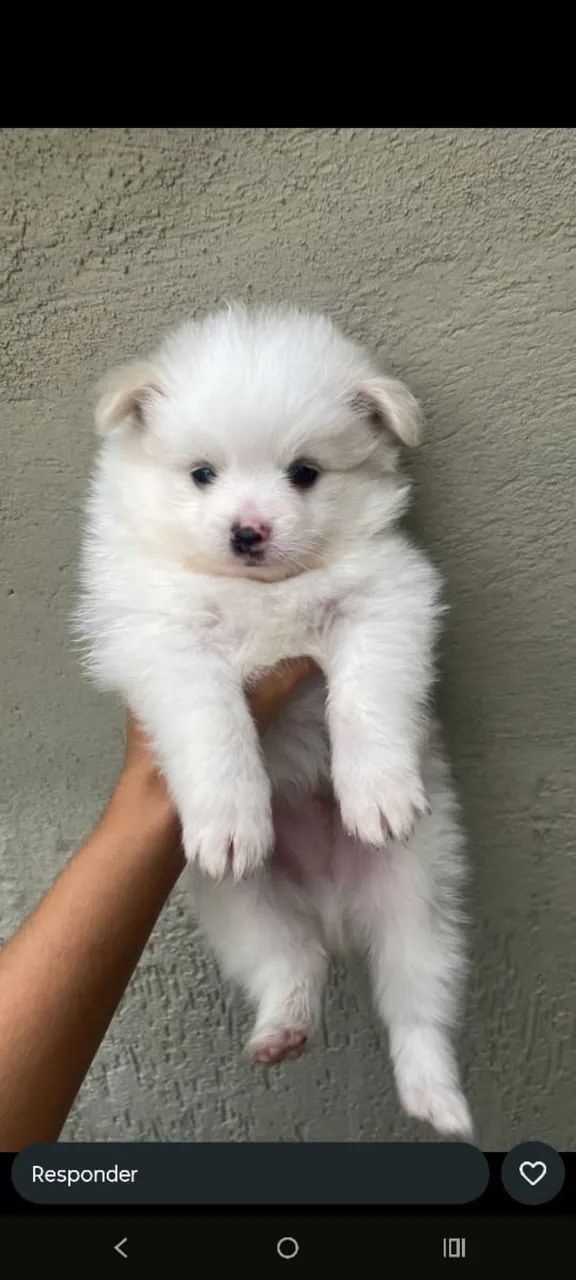 Lulu da pomeranea anao com 70 dias 