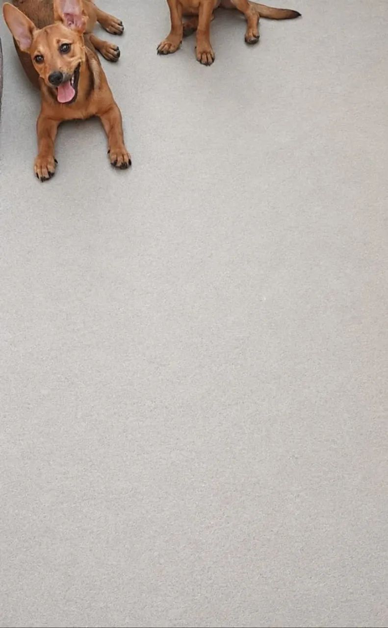 Lulu Com Salsicha os pais são porte bem pequeno - Foto 3