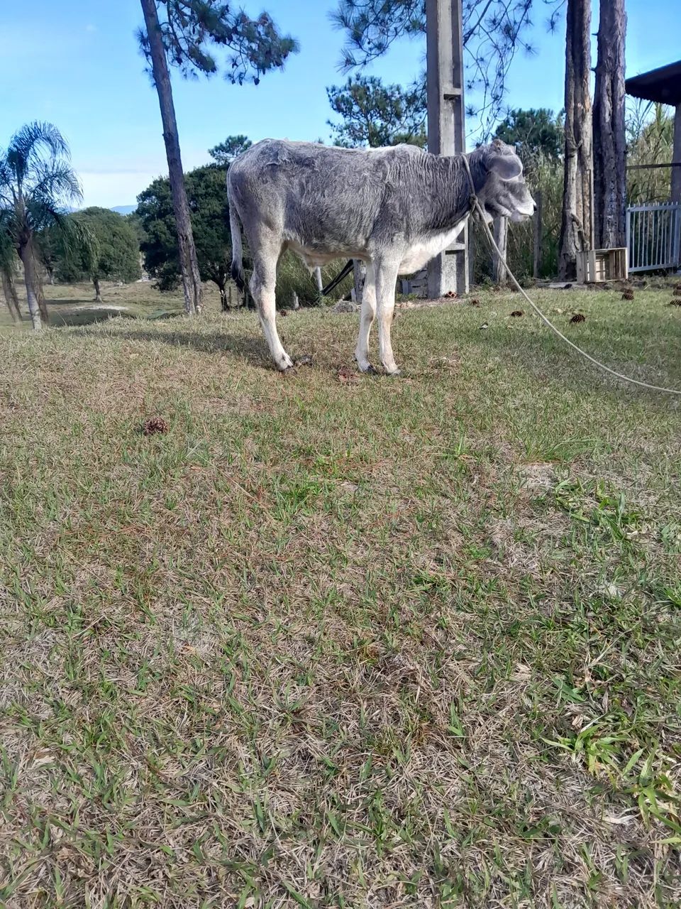 Bezerro Nelore com buzera  - Foto 3