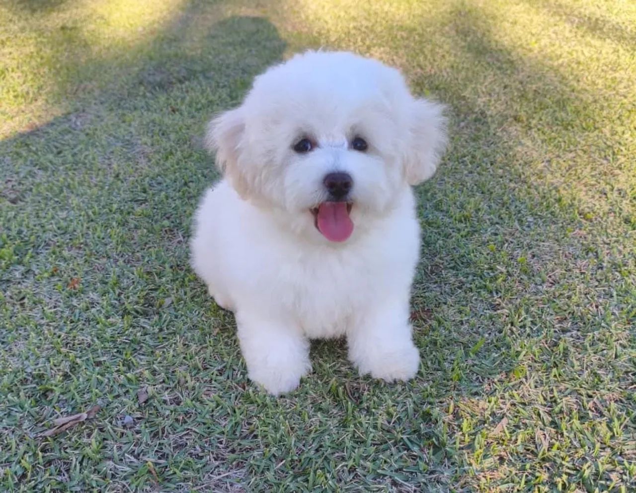 Bichon Frise - Foto 3