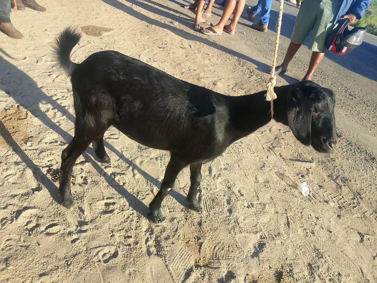 Marrã de cabra - Foto 4