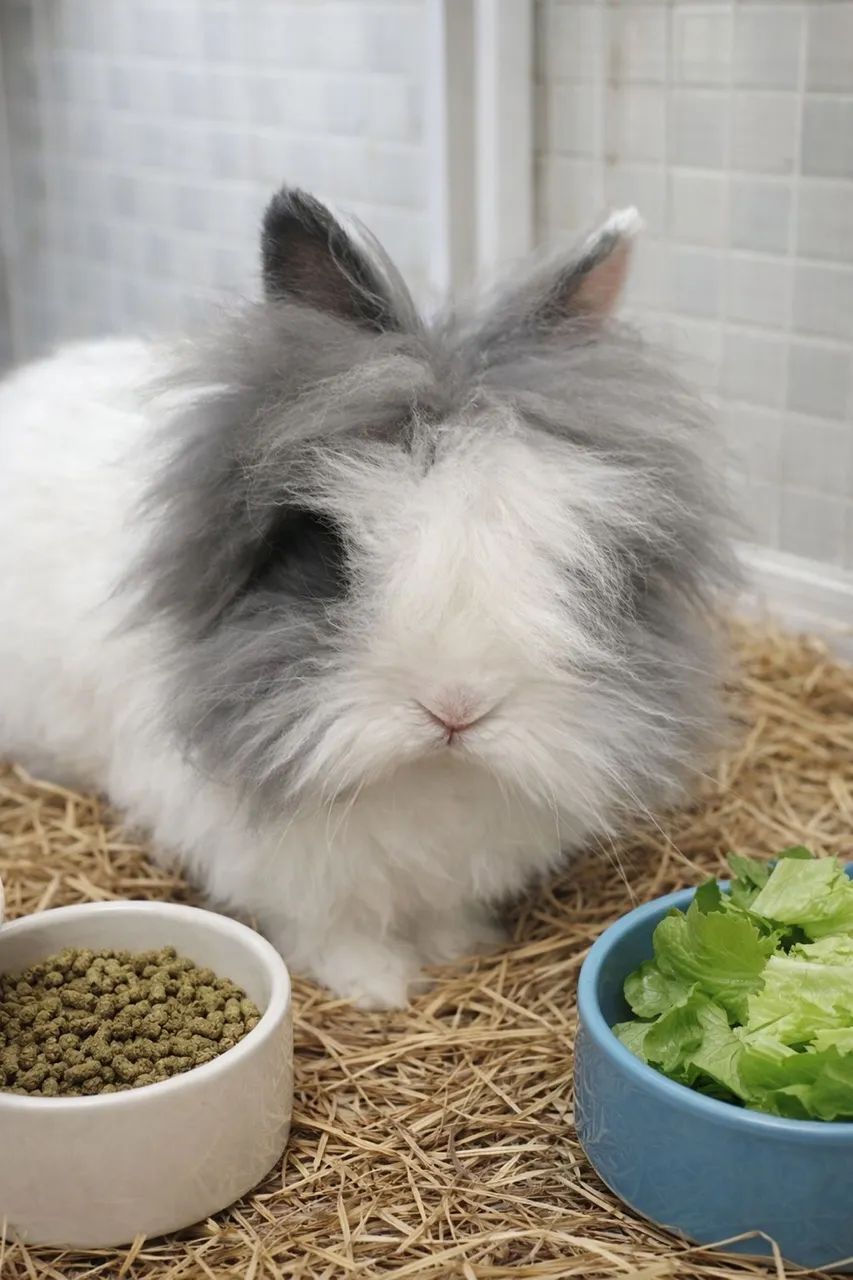 Coelho mini teddy peludinho