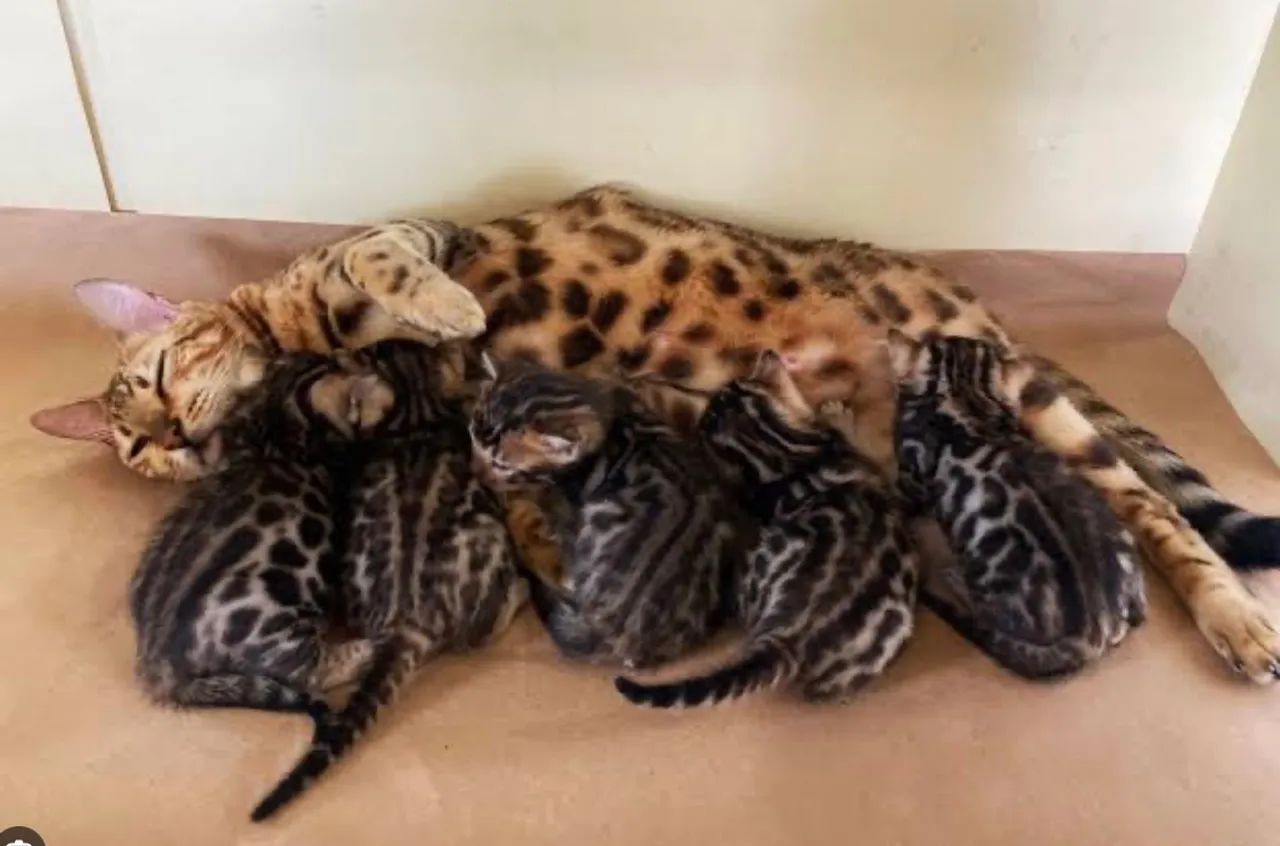 Bengal - Foto 2