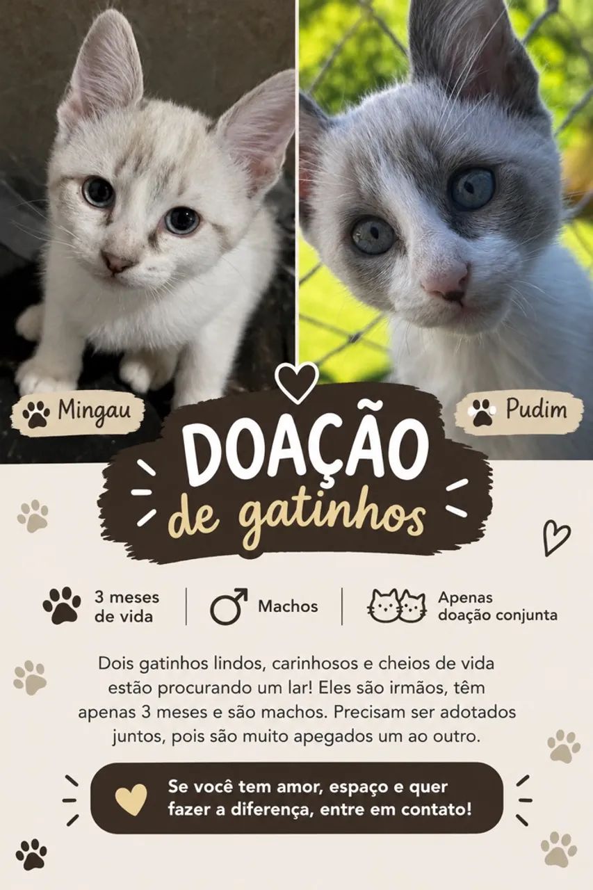 DOA SE GATINHOS 