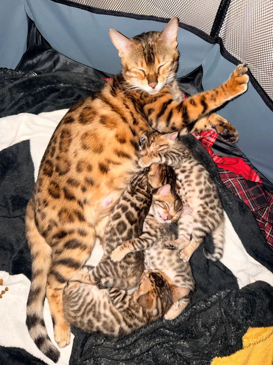 Gato Bengal - Foto 2