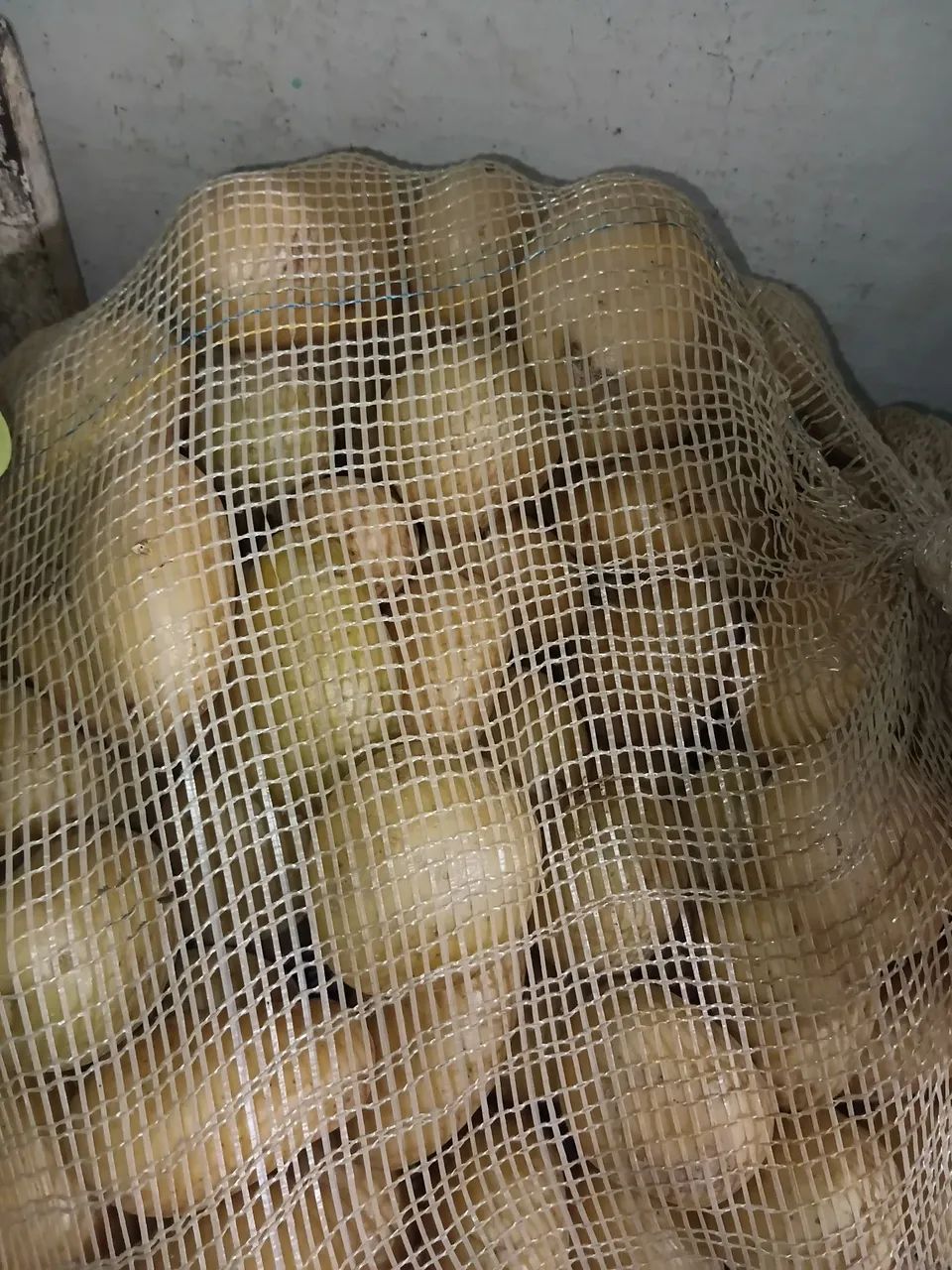 Batatinha inglesa