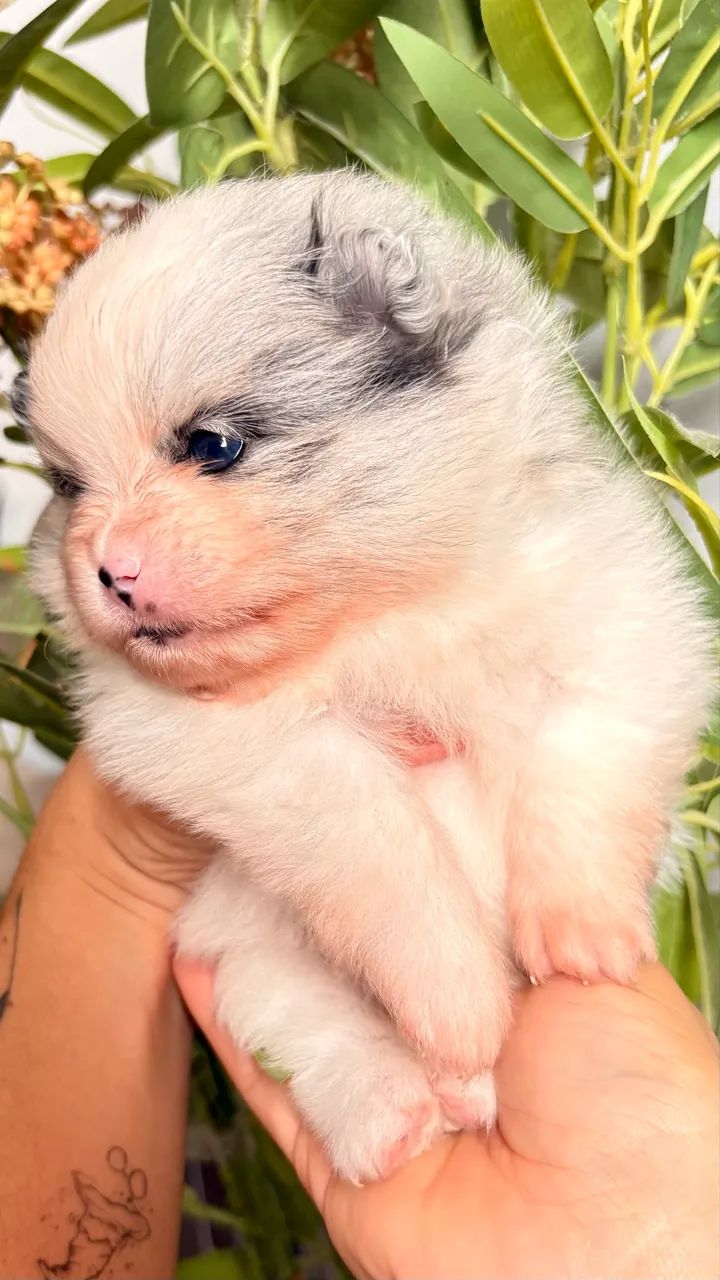 Lulu da pomerania - Foto 2