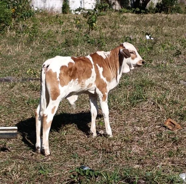 VACA PARIDA DE 45 DIAS - Foto 2