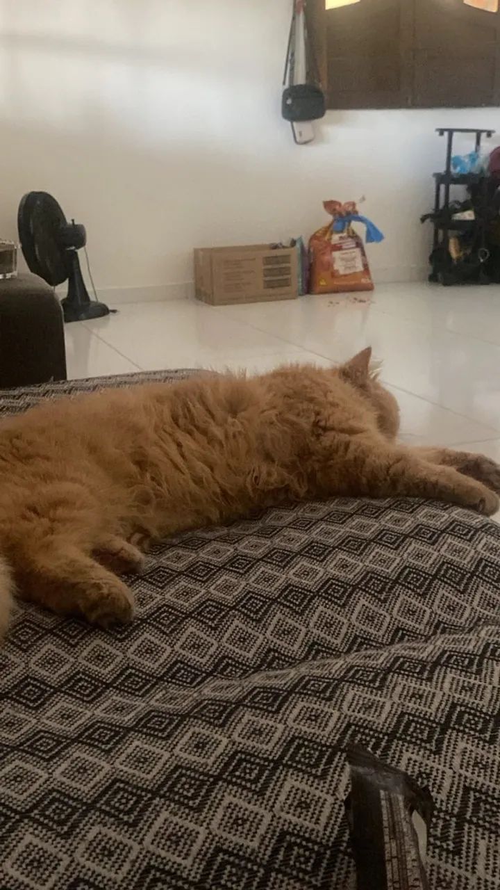 Gato persa - Foto 2