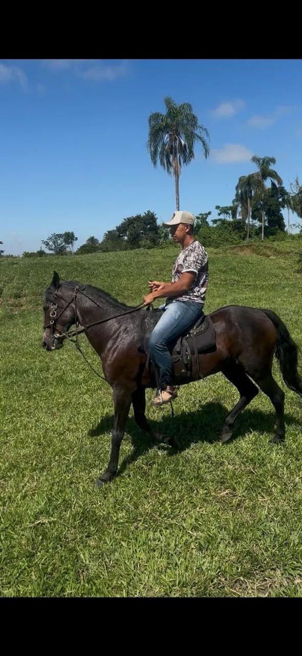 Cavalo mangalarga marchando  - Foto 2
