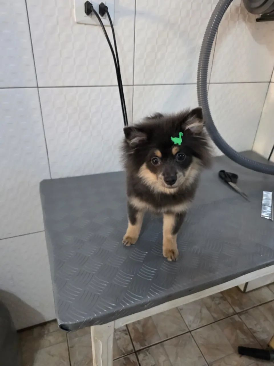 Animais - Foto 3