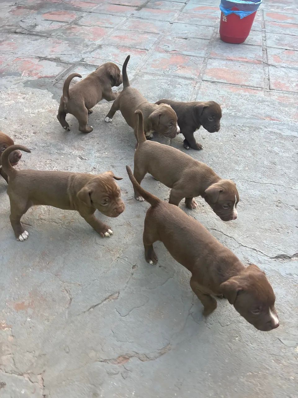 Filhotes de Pitbull  - Foto 2