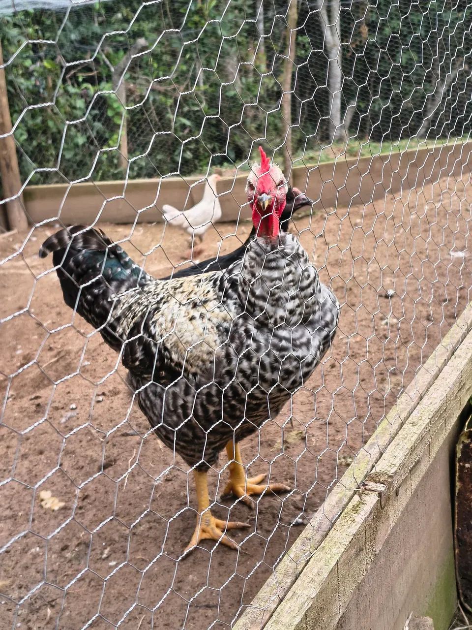 Vendo Frango caipira  - Foto 3