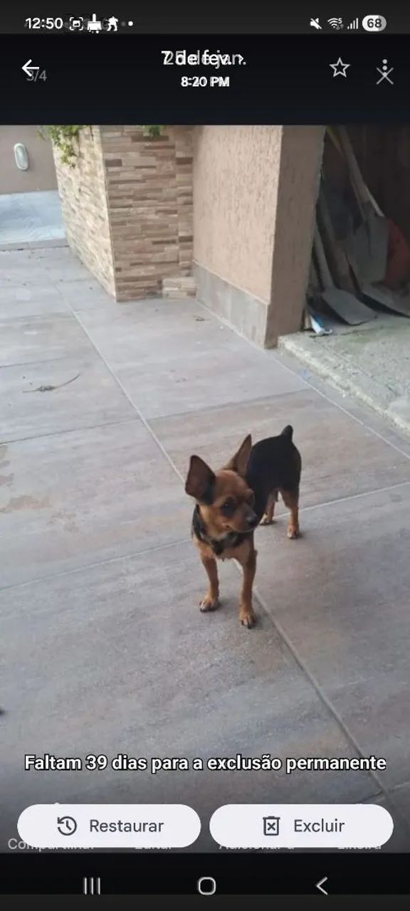 Pinscher  - Foto 5
