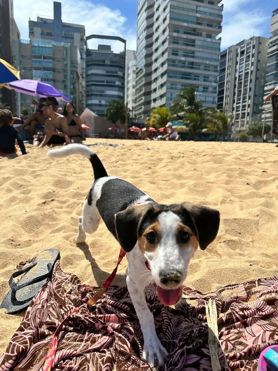 cachorro adoção - Foto 5