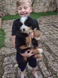 bernese Gigante de coração mole