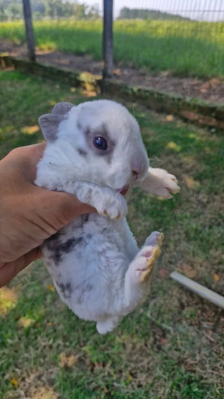 Filhotes de coelhos - Foto 5