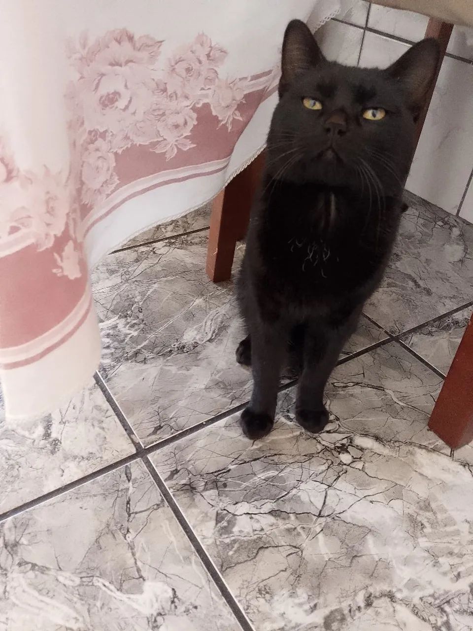 Doação gato preto macho 