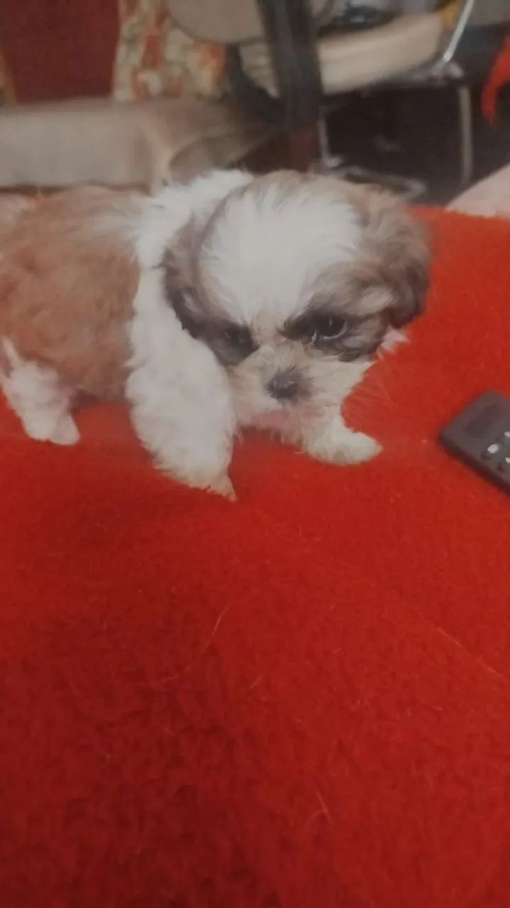 Lhasa Apso  - Foto 4