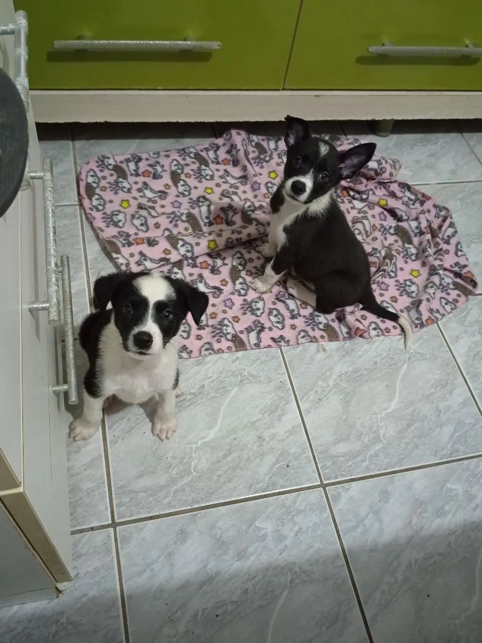 Filhotes de Border Collie 