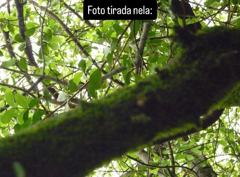 Câmera Digital Panasonic Lumix 10MP - Foto 4