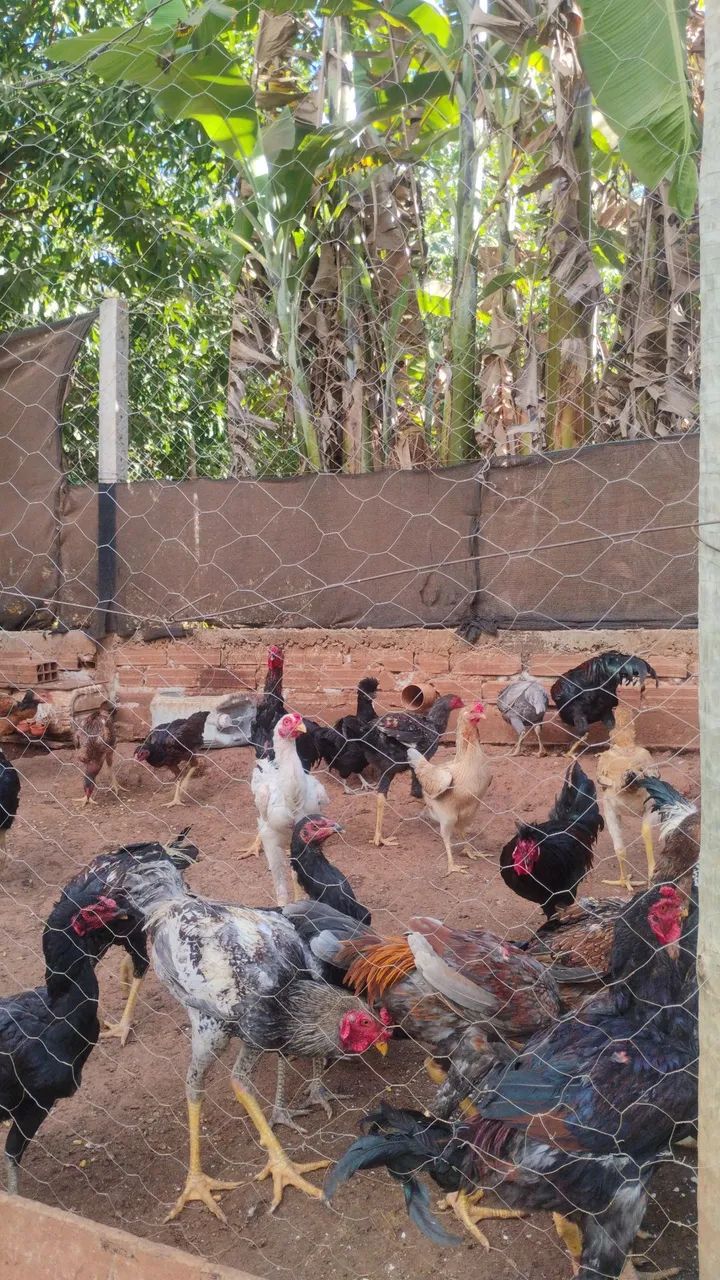 Frango e frangas caipira  - Foto 3