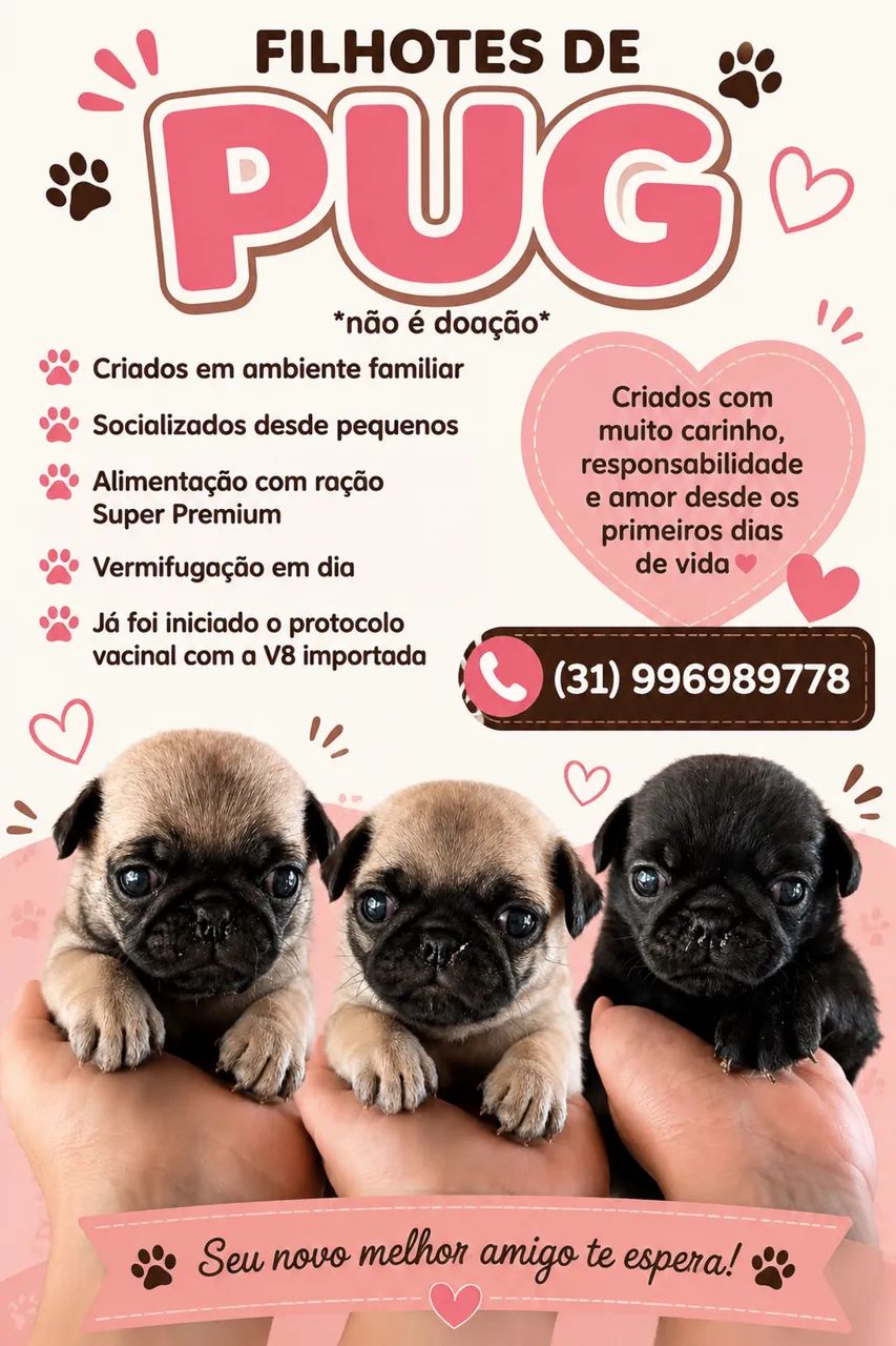 Filhotes da raça PUG