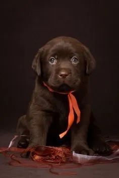 Labrador chocolate machinho 