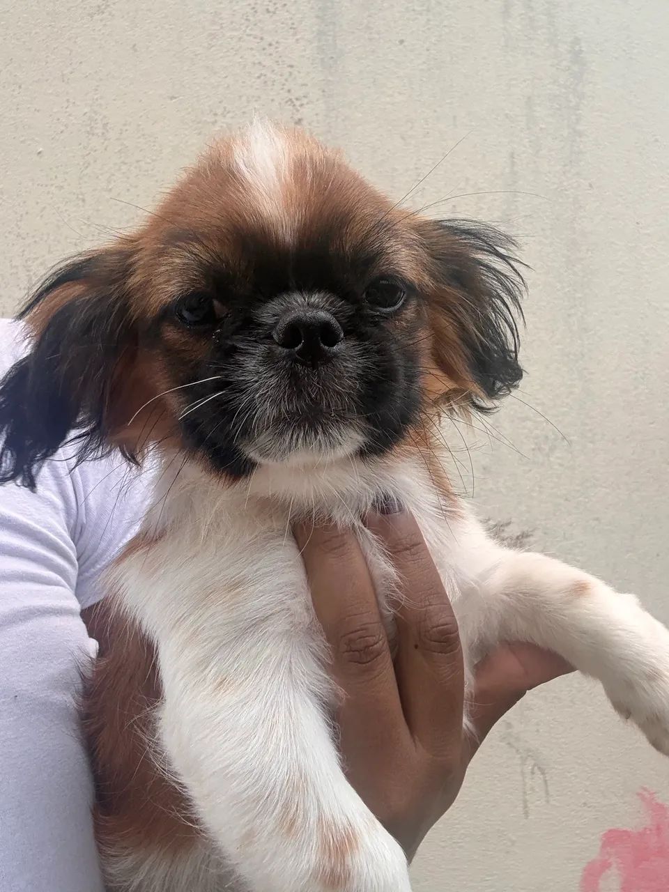 Cachorro Pequinês