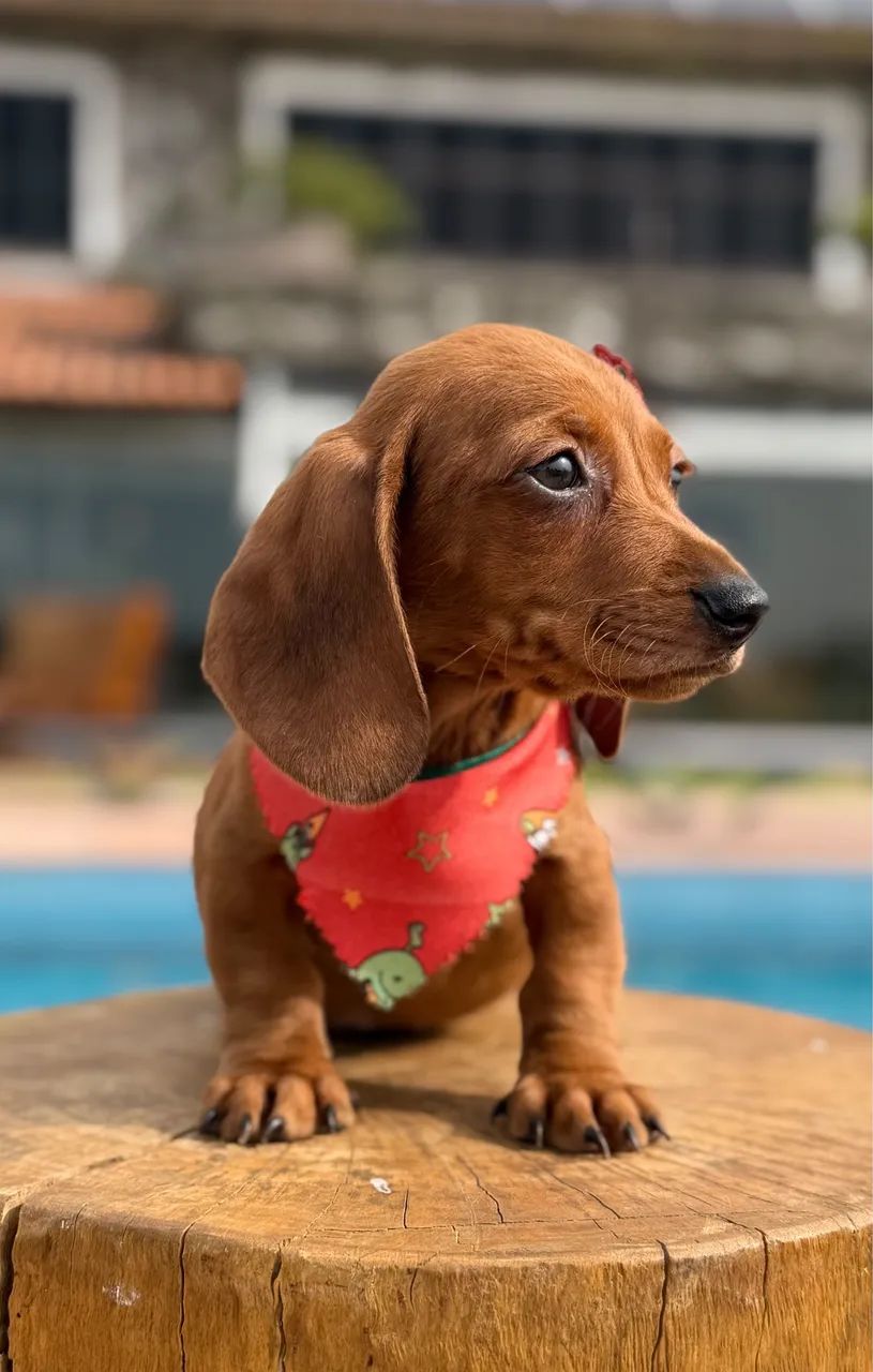 Dachshund  - Foto 5
