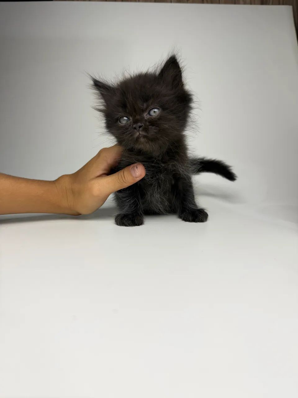 Gato persa 