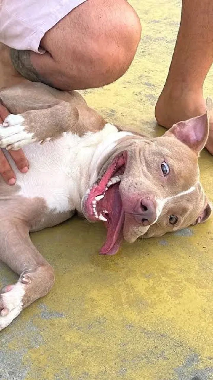 Pitbull Macho 6 meses  - Foto 2