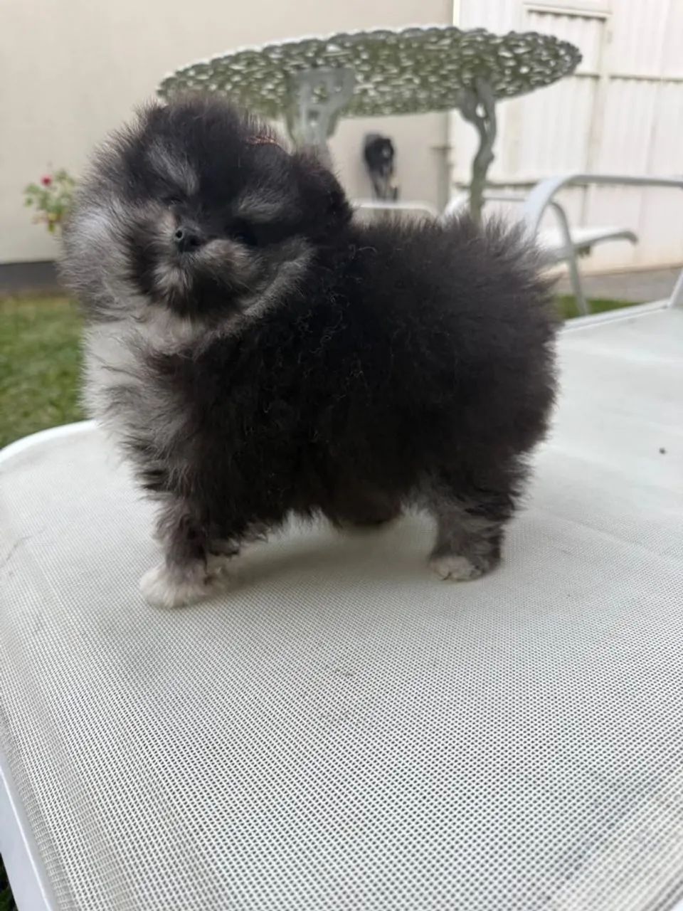 Lulu da Pomeranea macho - Foto 4
