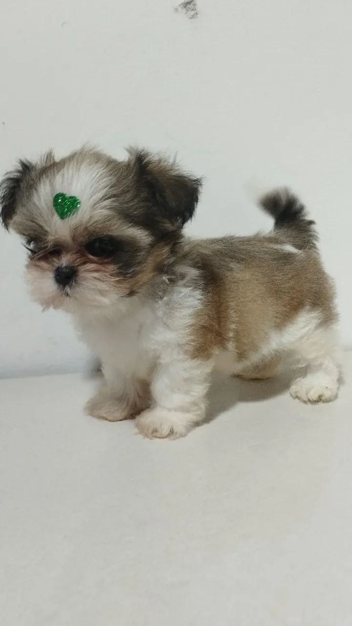 Filhotes de Shitzutu macho  - Foto 2