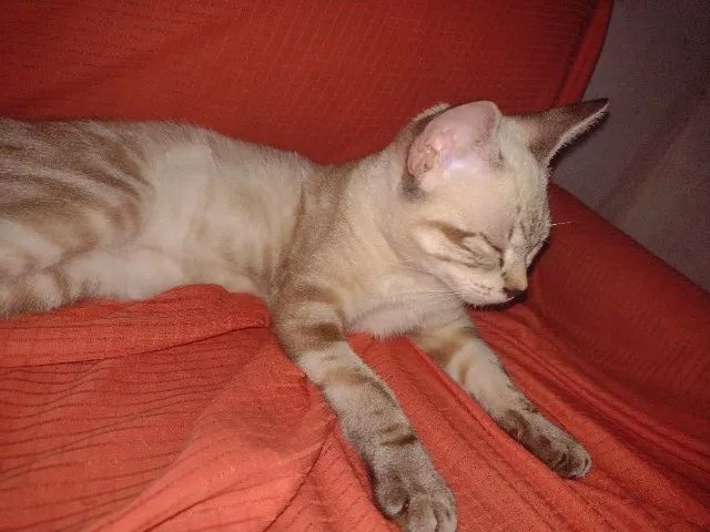 Adoção responsável - Foto 4