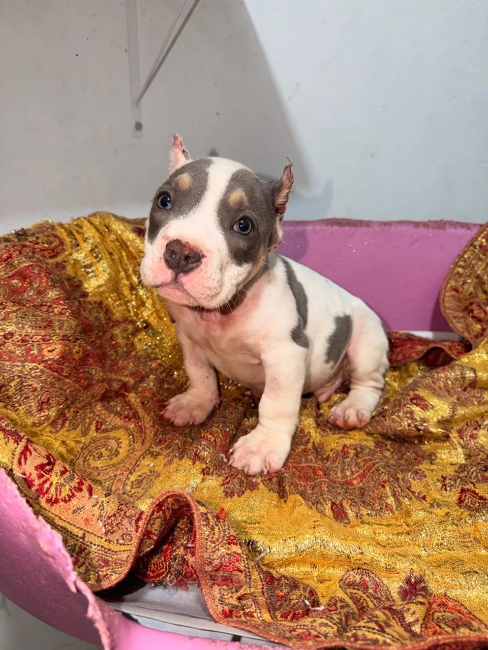 American bully  - Foto 3