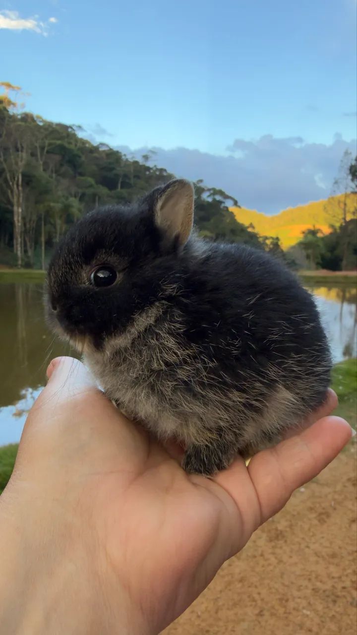 Coelho Anão Netherland (reserva) - Outros animais - Residencial ...