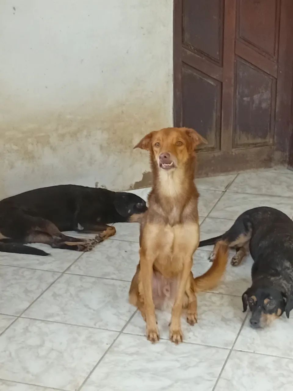 Pets - Foto 3