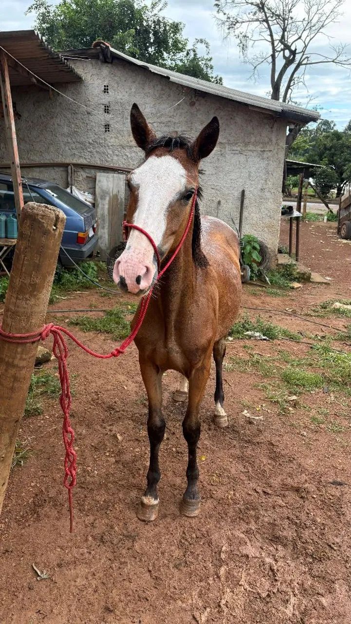 Potra quarto de milha gunner  - Foto 6