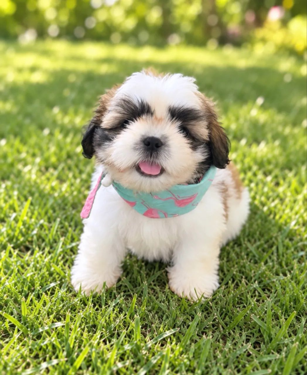 Shihtzu puro - Foto 2